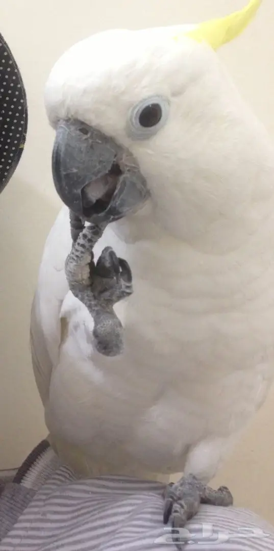 بغبغاء كاكاتو سيلفر فريد للبيع - أبها (image 6)