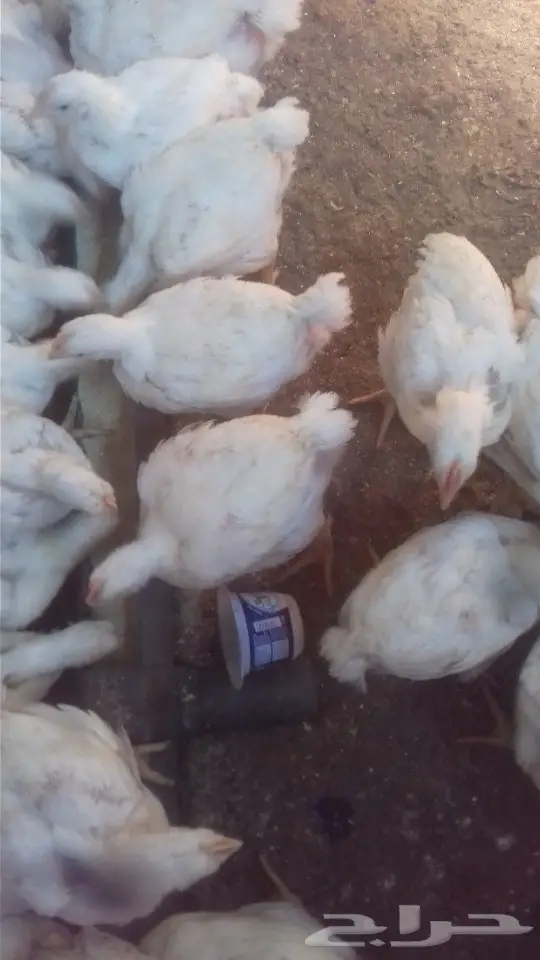 فروخ دجاج لاحم  (image 1)