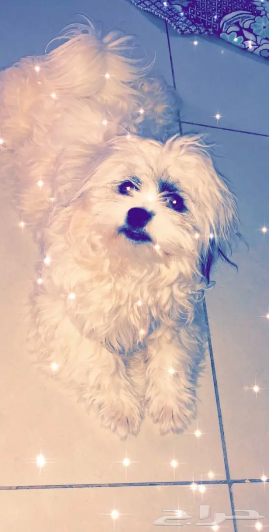 كلب شي واوا للبيع 