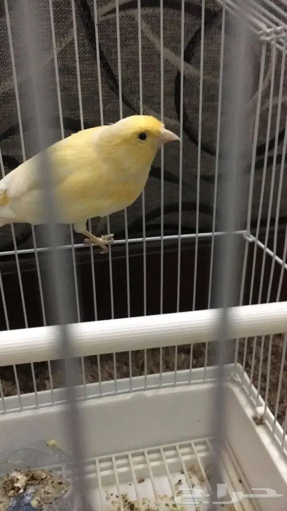 كناري تغريد جميل جدا (image 2)