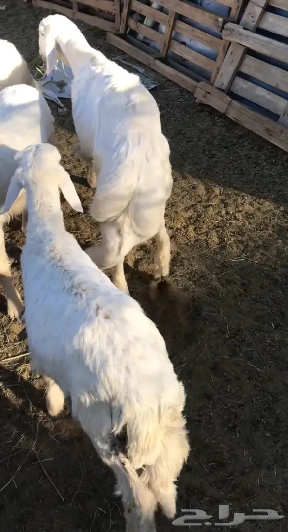 بهم ذبايح  (image 2)