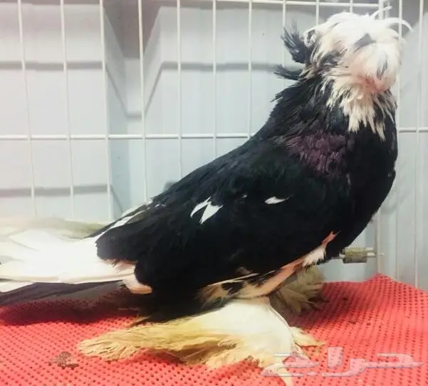 بخارى  بول هد (image 3)