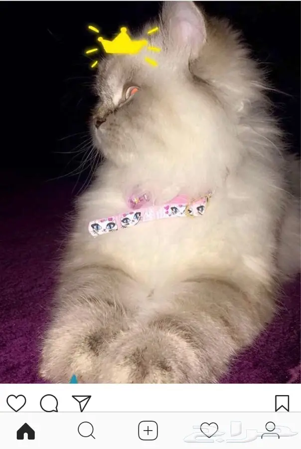 قطوة كيوت للبيع   (image 1)