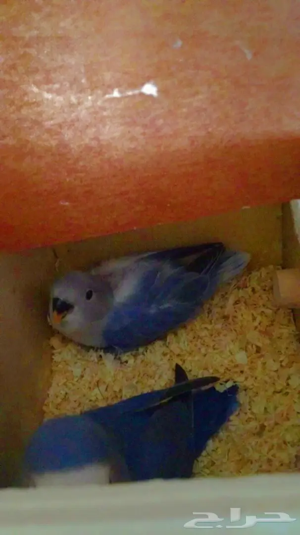 جوز روز بفروخه  (image 1)