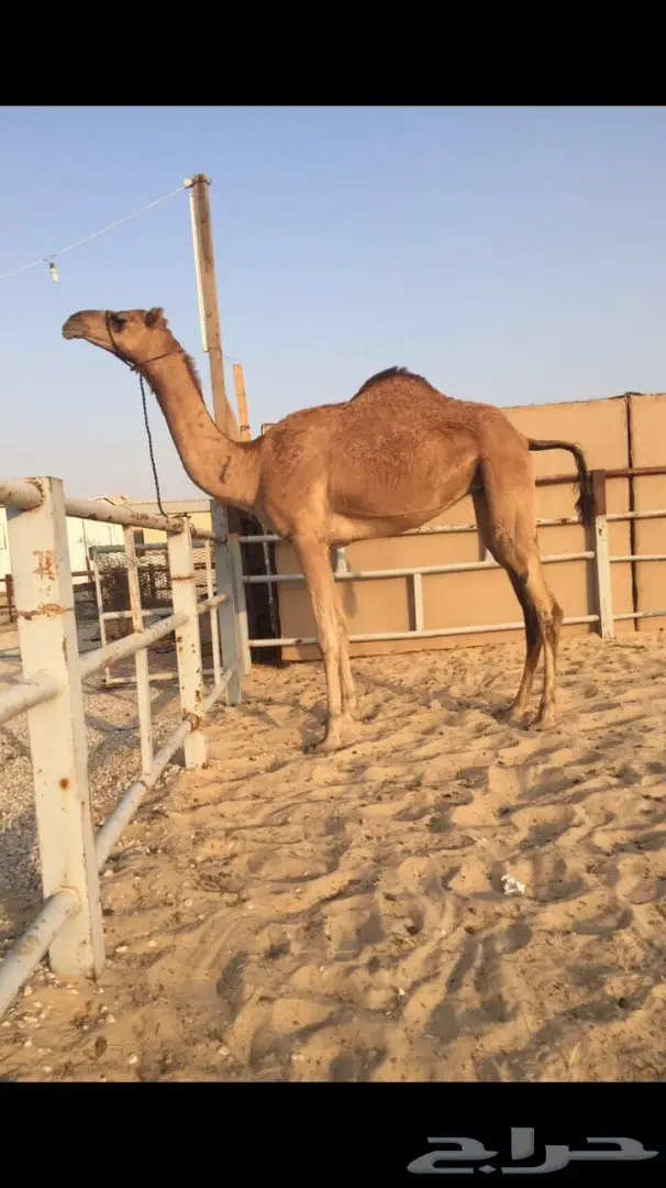 بكرة عمانية محلية 