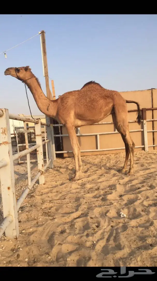 بكرة عمانية محلية  (image 1)