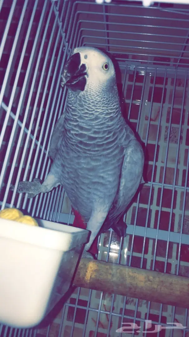 للبيع طير كاسكو - فرصة لا تُفوت!