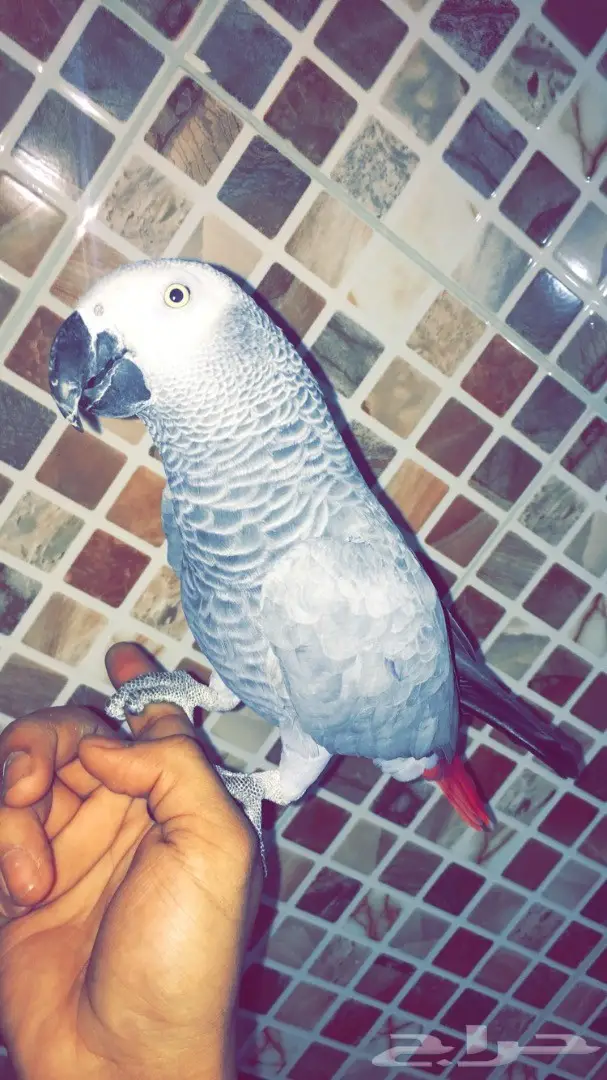 للبيع طير كاسكو - فرصة لا تُفوت! (image 3)