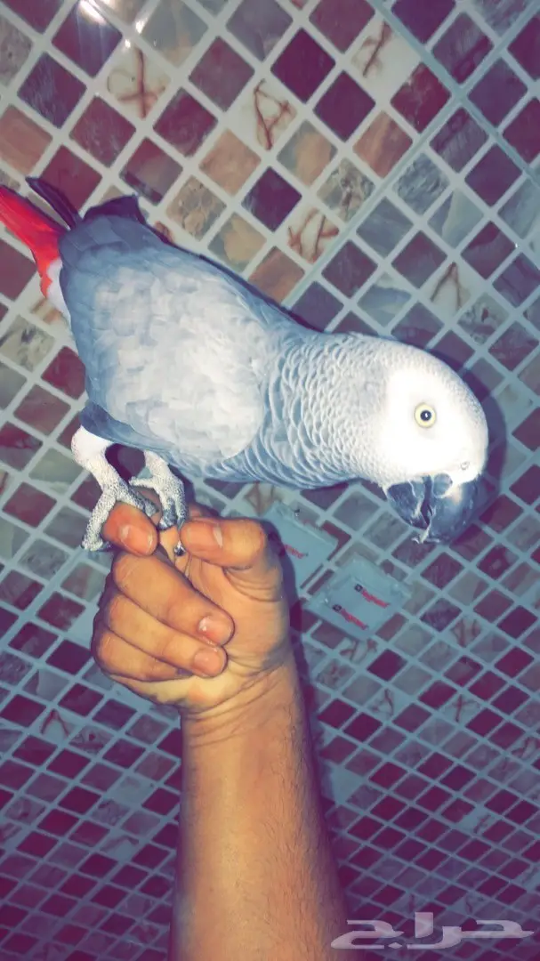 للبيع طير كاسكو - فرصة لا تُفوت! (image 5)