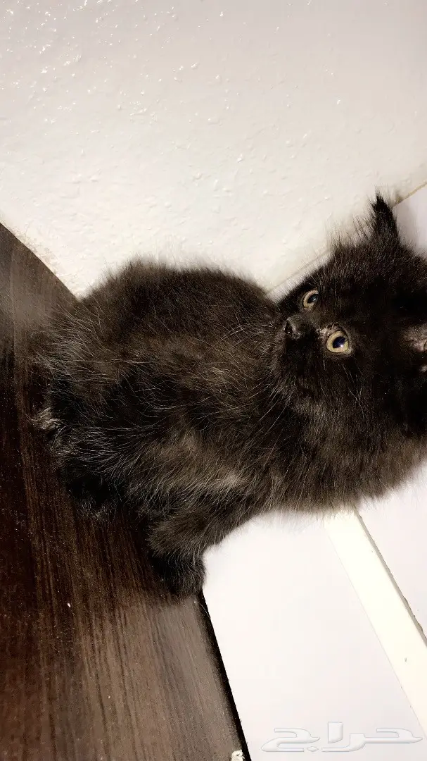 قط صغير للبيع ابها