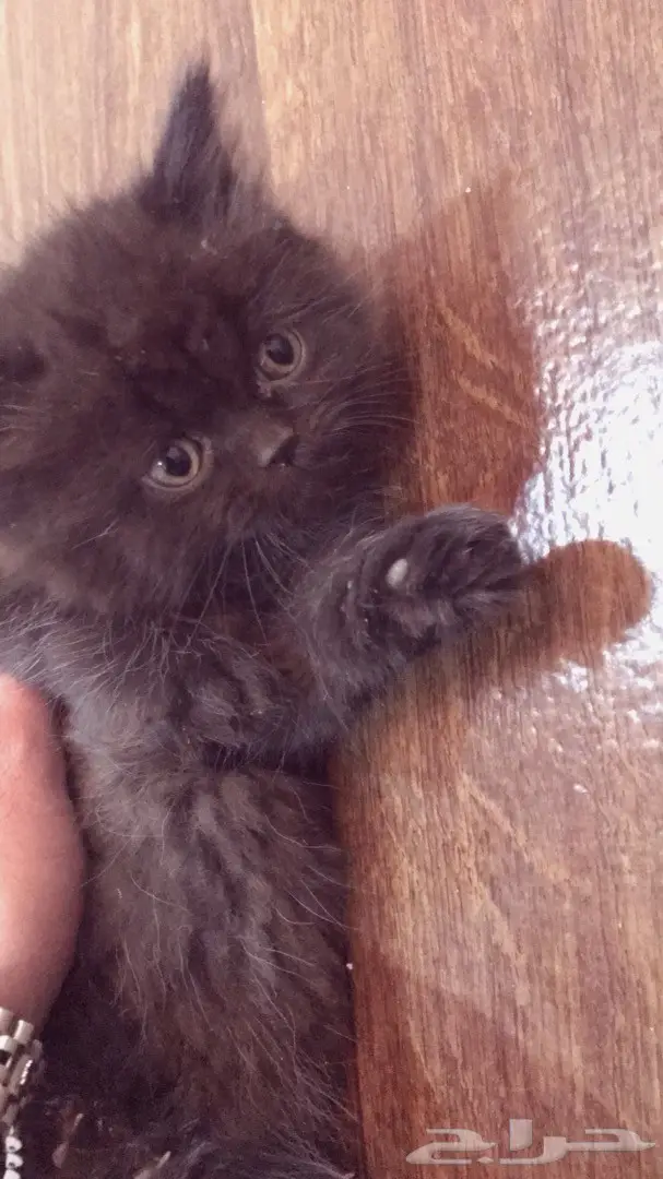 قط صغير للبيع ابها (image 2)