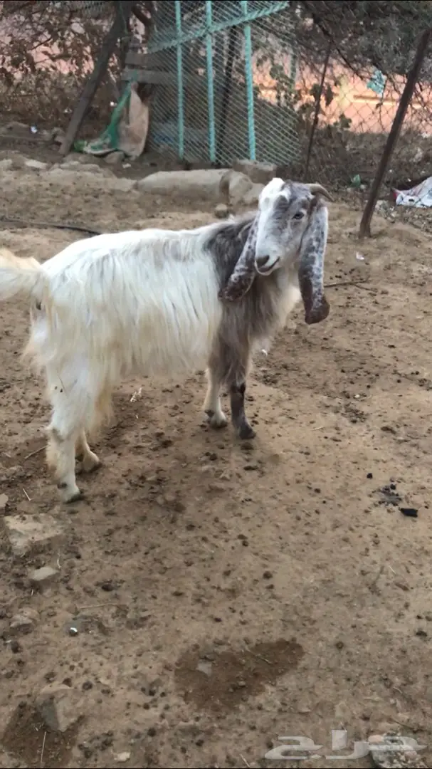 ماعز  (image 4)