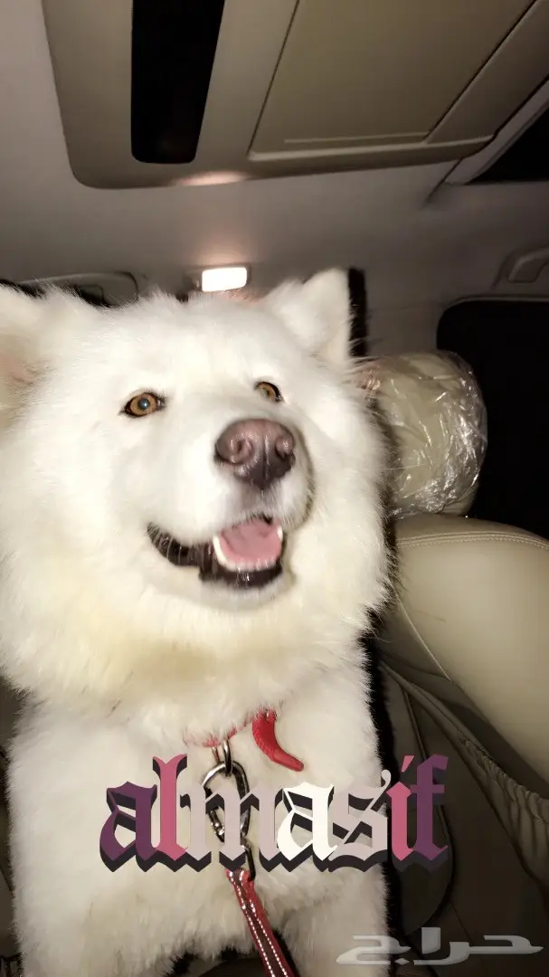 كلب سامويد ابيض للبيع 