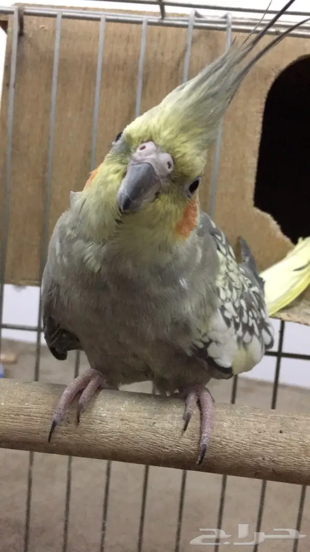 كروان  (image 1)