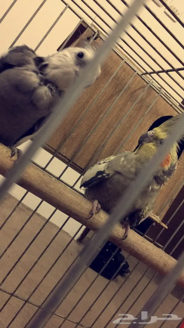 كروان  (image 3)