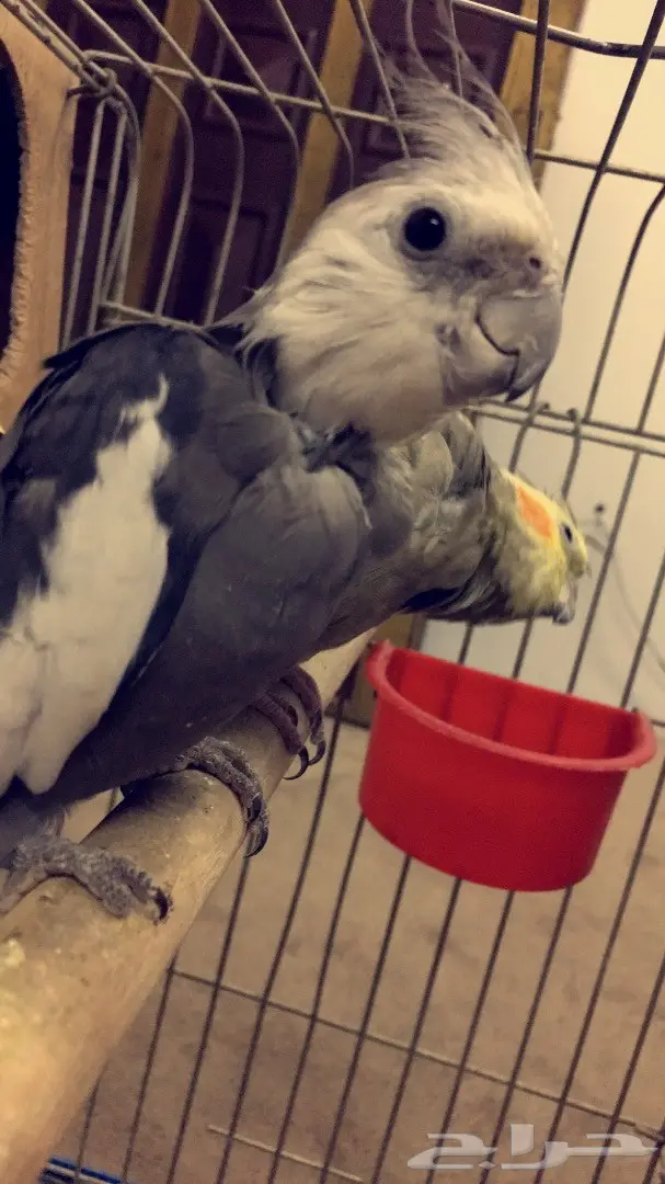 كروان  (image 4)