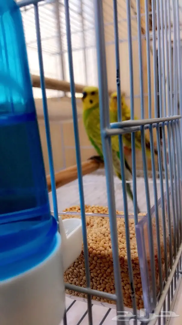 جوز بادجي للبيع