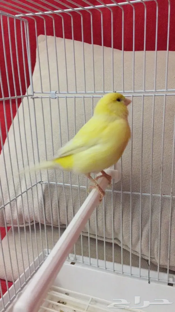 انثى كناري جاهزه للبيع
