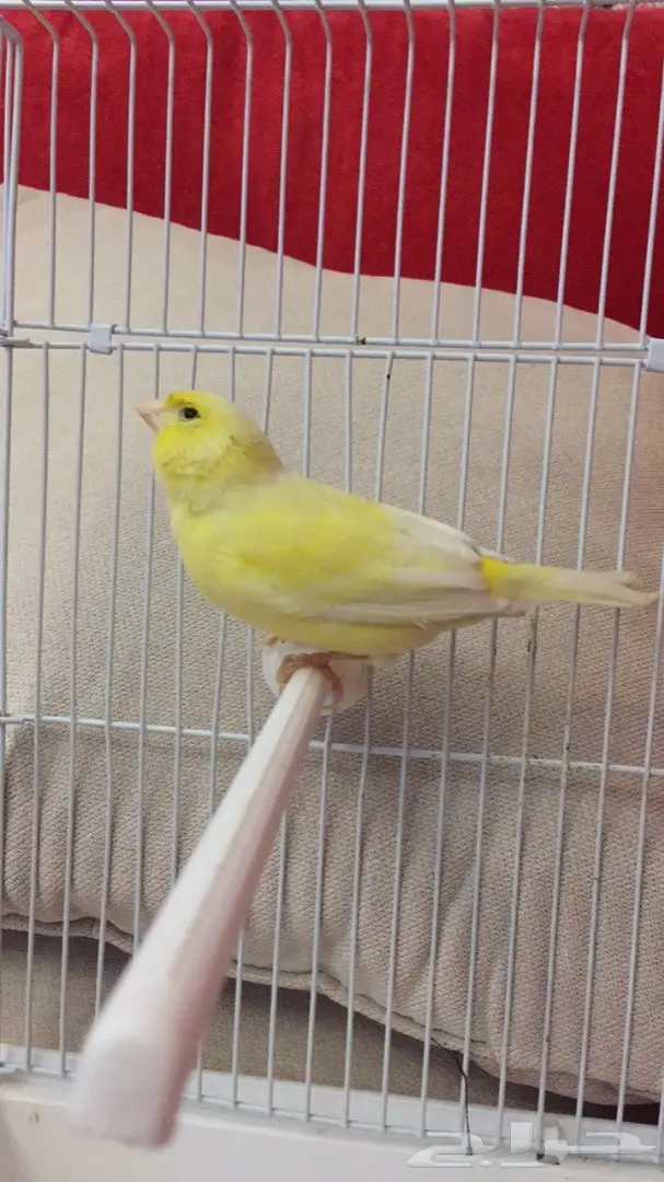 انثى كناري جاهزه للبيع (image 1)