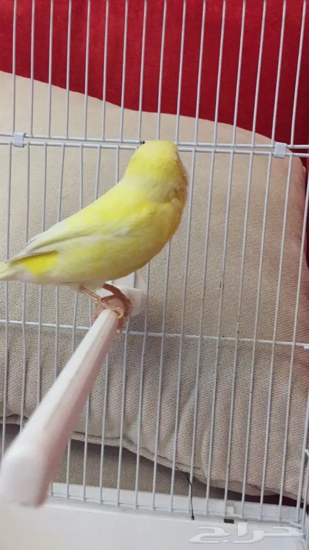 انثى كناري جاهزه للبيع (image 2)