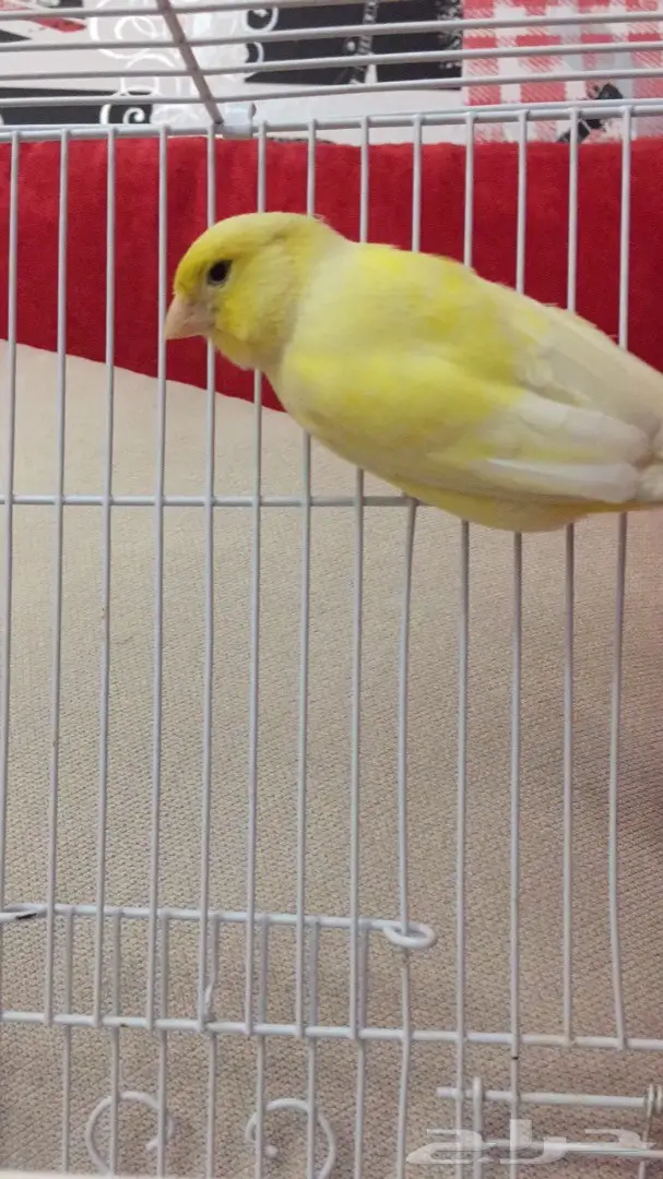 انثى كناري جاهزه للبيع (image 3)