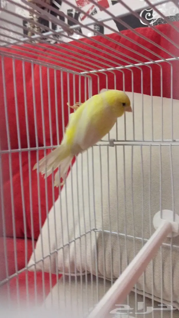 انثى كناري جاهزه للبيع (image 4)