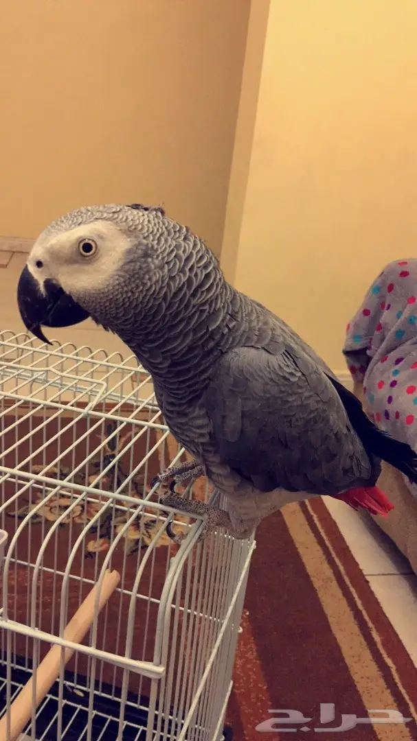 كاسكو اليف ومتكلم سوبر سوبر جامبو (image 9)