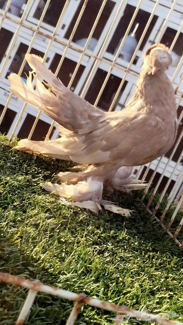 ((جوز جاوا((الاسكا))