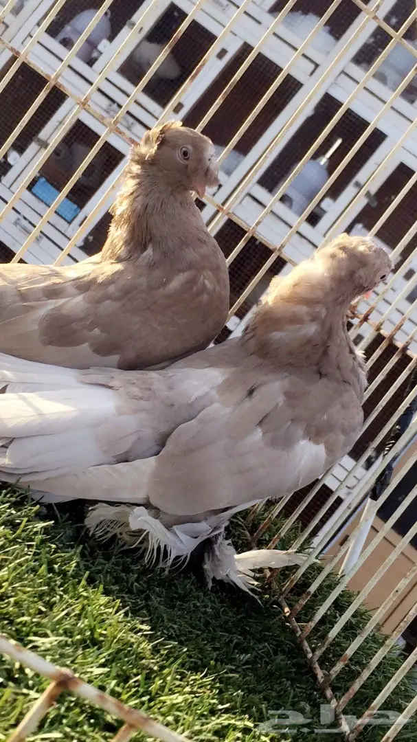 ((جوز جاوا((الاسكا)) (image 2)