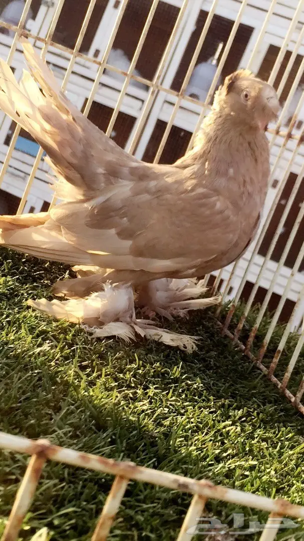 ((جوز جاوا((الاسكا)) (image 3)