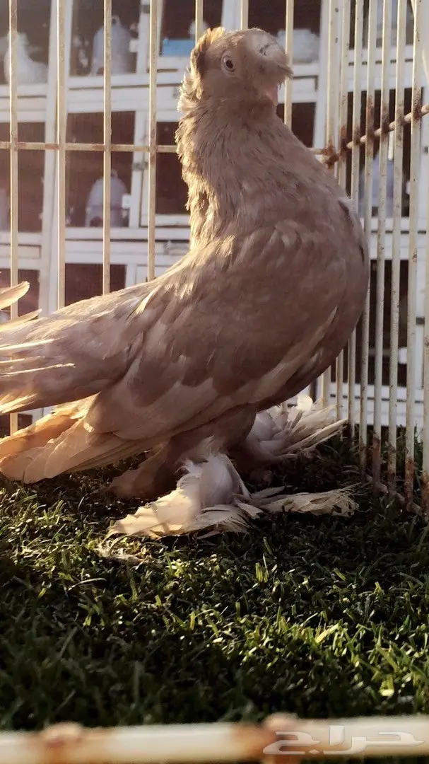 ((جوز جاوا((الاسكا)) (image 4)