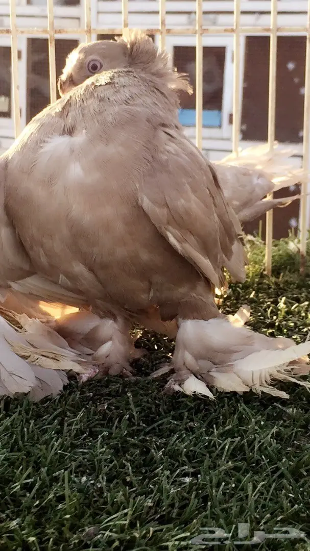 ((جوز جاوا((الاسكا)) (image 5)