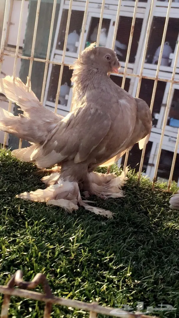 ((جوز جاوا((الاسكا)) (image 6)