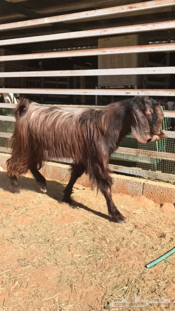 فحول شامية - فرصة استثمارية!