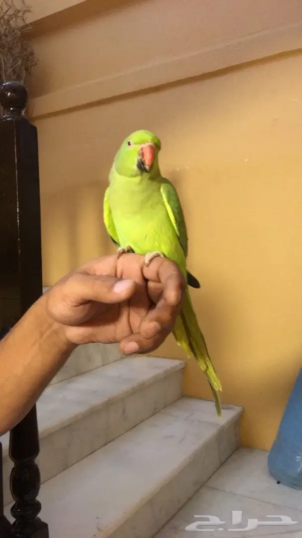 ببغاء دره  أنثى 