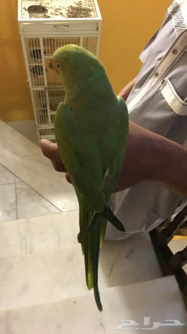 ببغاء دره  أنثى  (image 1)