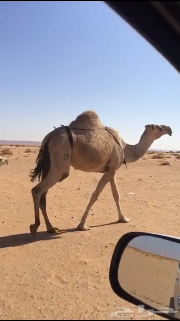 للبيع خلفه شقحا بكر