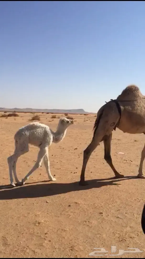 للبيع خلفه شقحا بكر (image 1)