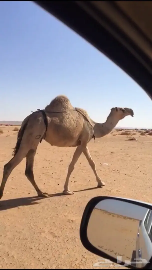 للبيع خلفه شقحا بكر (image 2)