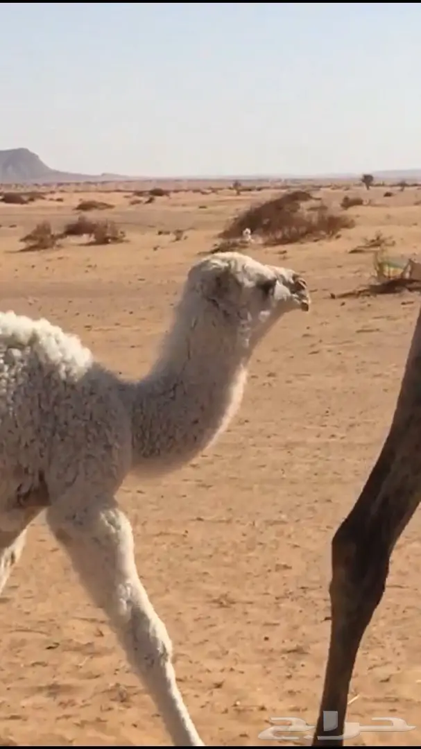 للبيع خلفه شقحا بكر (image 3)