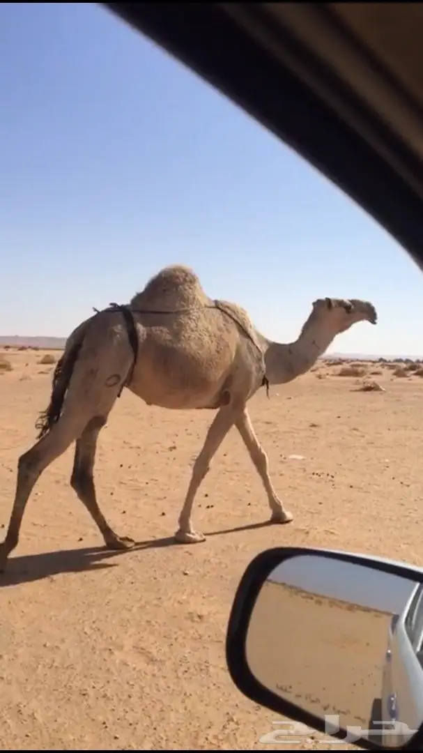 للبيع خلفه شقحا بكر (image 4)