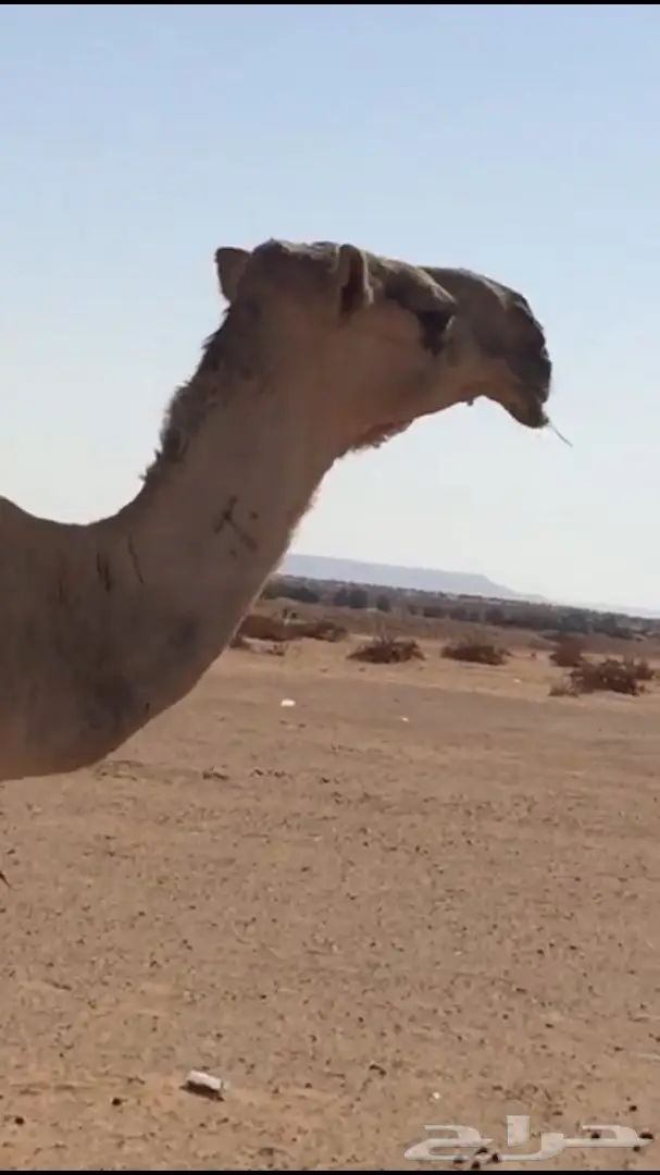 للبيع خلفه شقحا بكر (image 5)