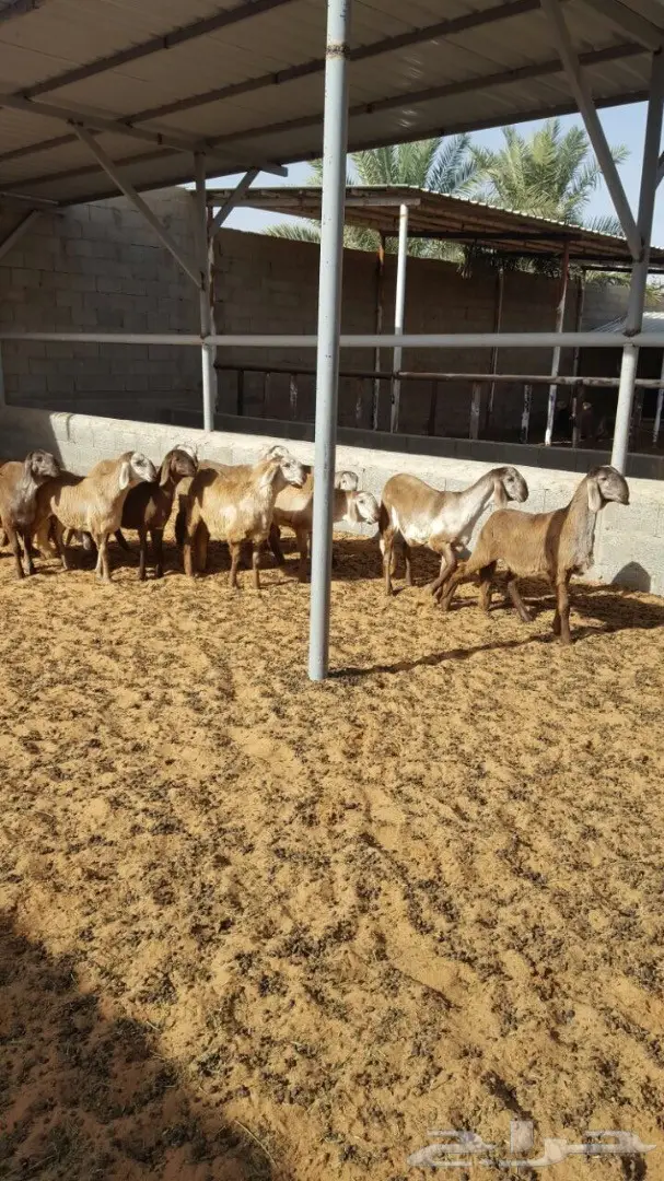 درمانيات فاخرة - 11 رخله للقناي