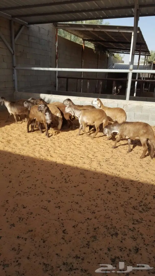 درمانيات فاخرة - 11 رخله للقناي (image 2)