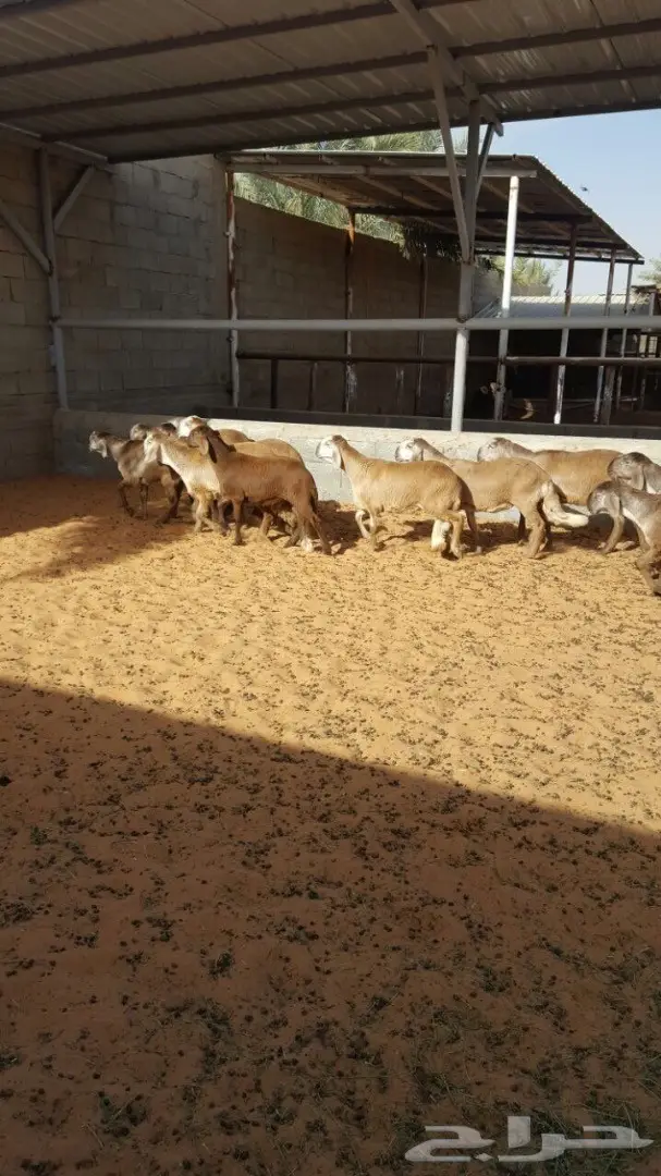 درمانيات فاخرة - 11 رخله للقناي (image 3)