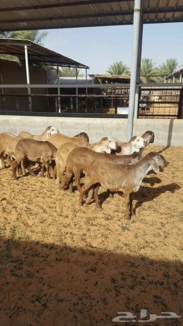 درمانيات فاخرة - 11 رخله للقناي (image 4)