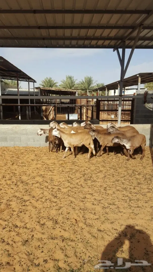 درمانيات فاخرة - 11 رخله للقناي (image 5)