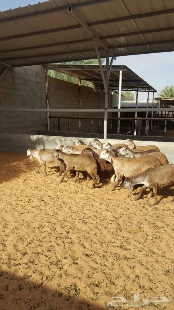 درمانيات فاخرة - 11 رخله للقناي (image 6)