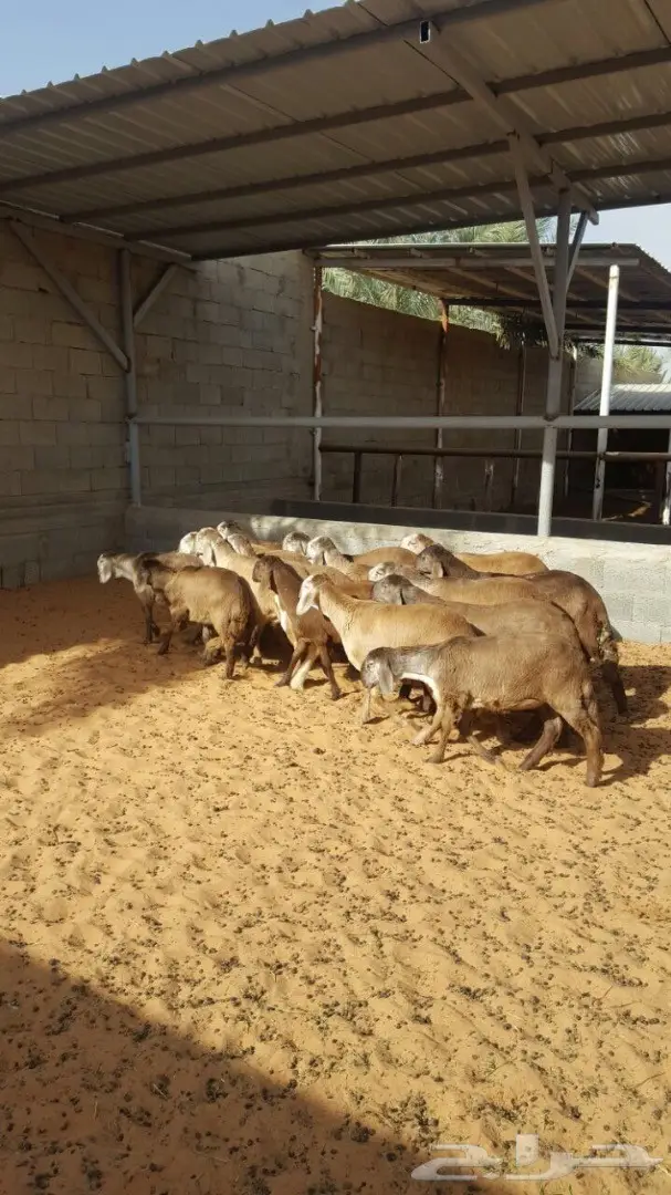 درمانيات فاخرة - 11 رخله للقناي (image 7)