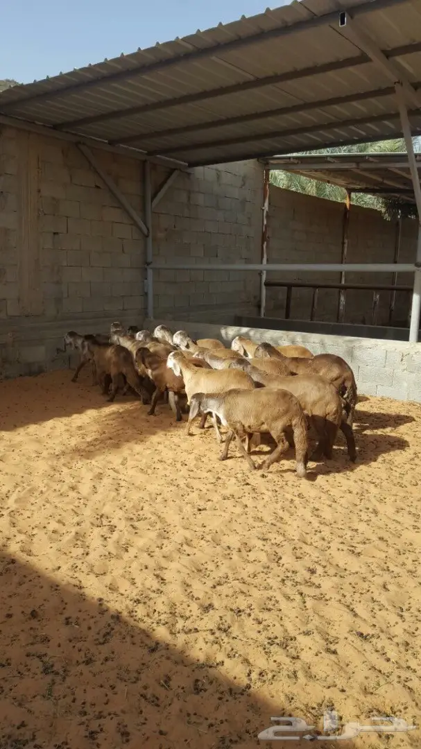 درمانيات فاخرة - 11 رخله للقناي (image 8)